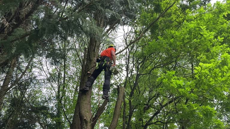 Why Choose Our Tree Removal Services in Moulton, AL?